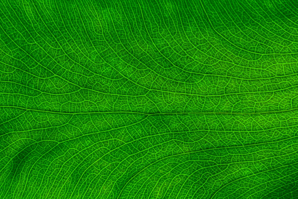 A zoomed in image of a leaf showing the connections between the vines, a network that grows in nature. This is similar to backlinking in nature. Theres a natural pattern. 